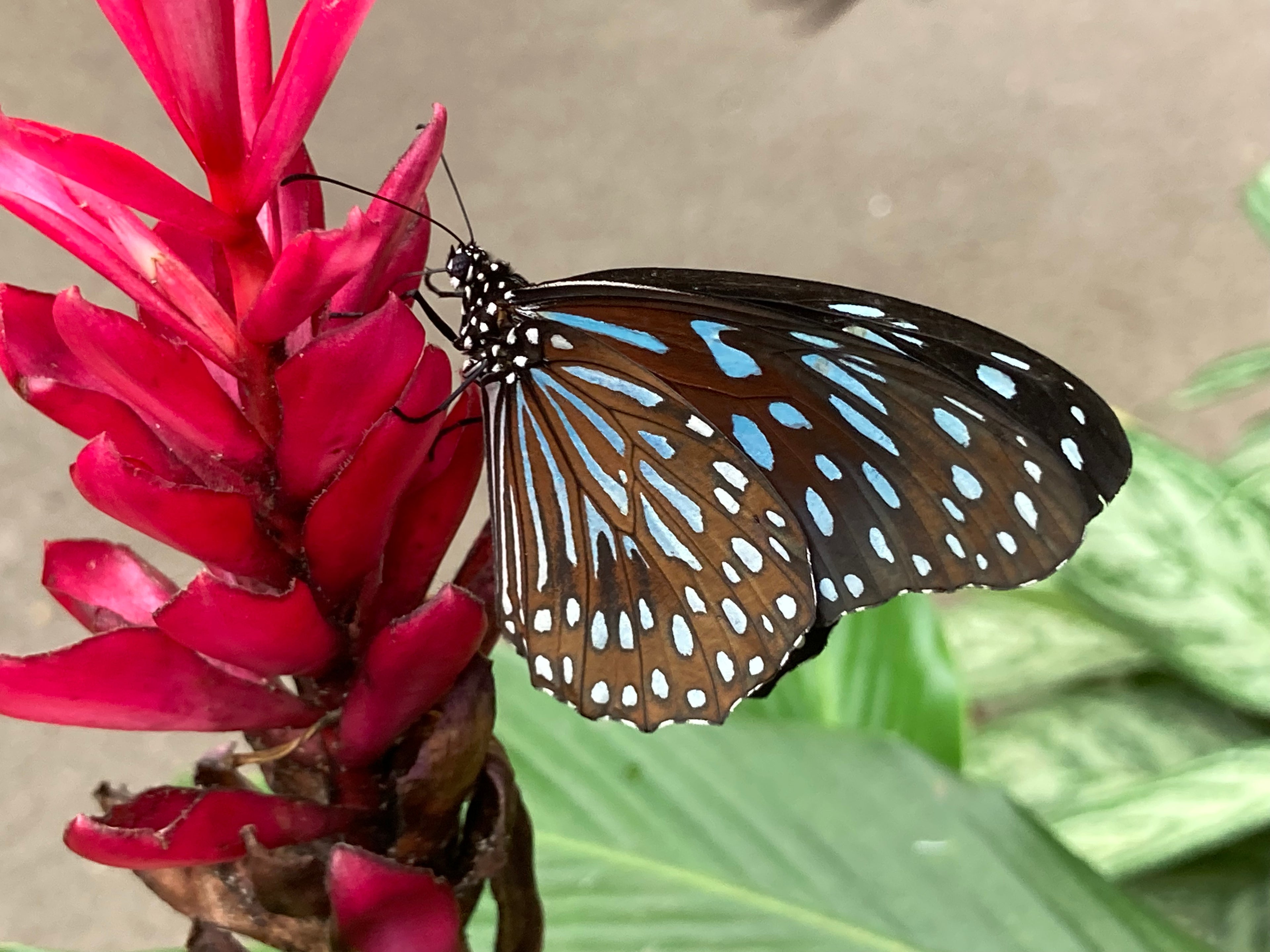 Blue Grassy Tiger Butterfly Singapore