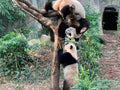 Female Panda 'Jia Jia' with Male Cub 'Le Le' - The First and Only Panda to Be Born in Singapore # 1
