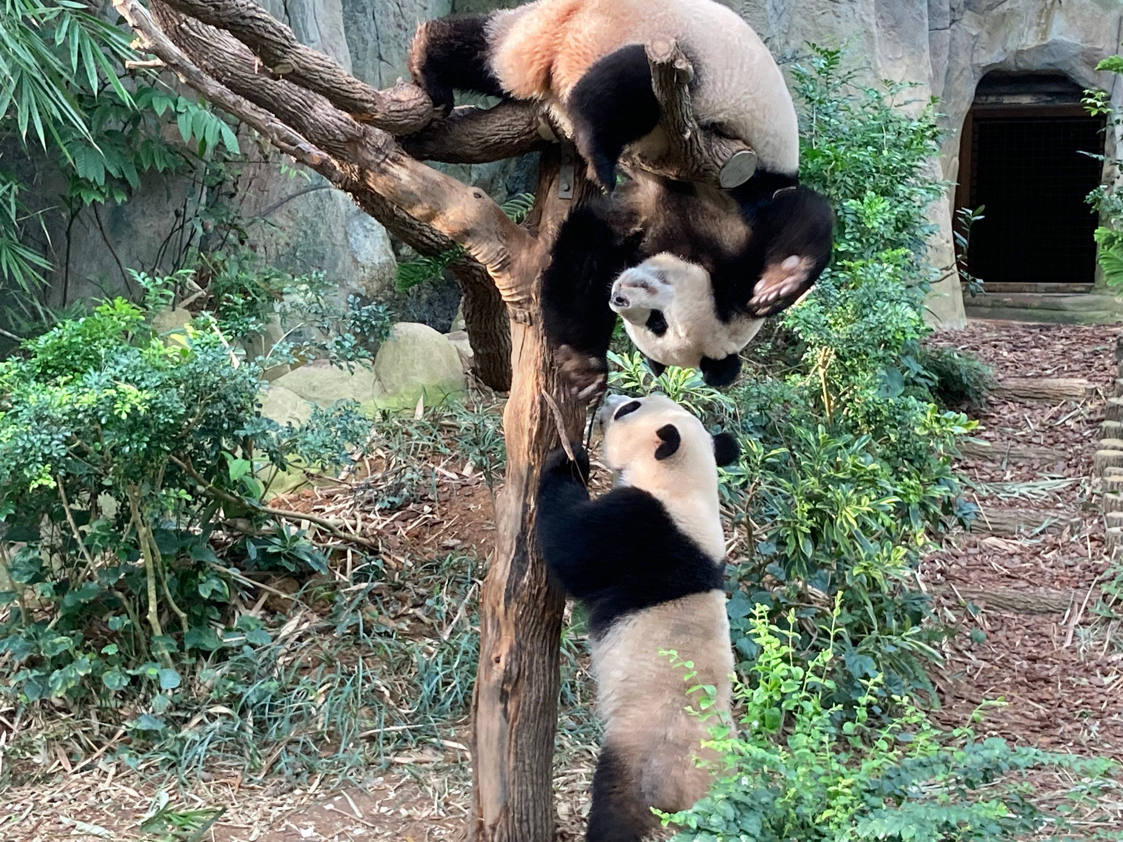Female Panda 'Jia Jia' with Male Cub 'Le Le' - The First and Only Panda to Be Born in Singapore # 1