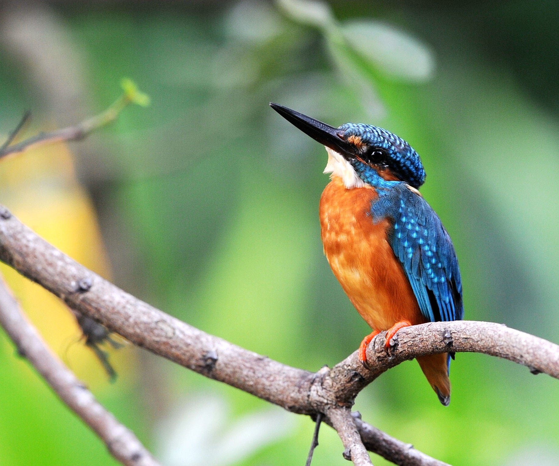 Common Kingfisher Gardens By The Bay Singapore