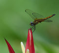 Crimson Marsh Glider Dragonfly Singapore # 2