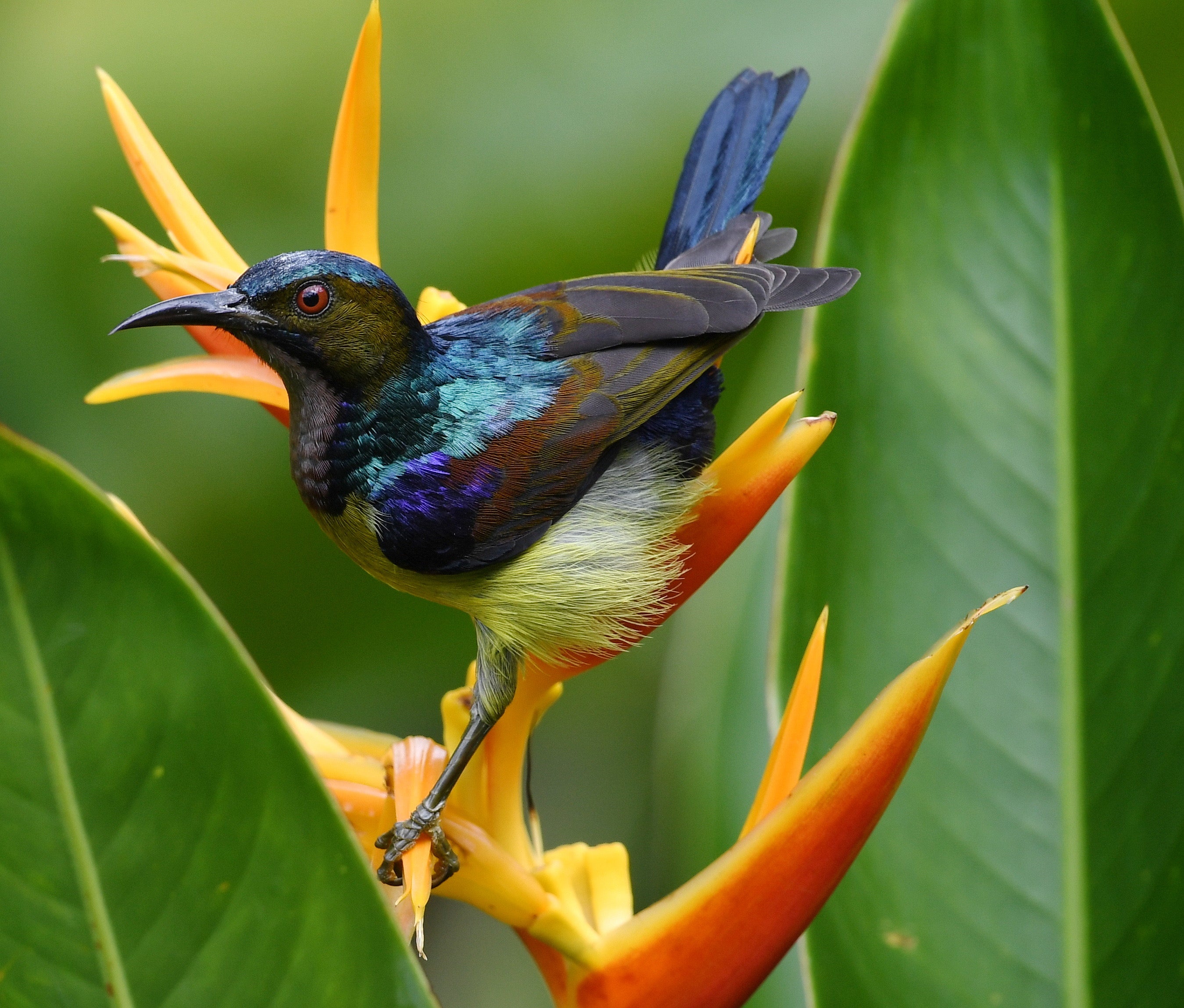 Brown Throated Sunbird on Heliconia Flower Singapore