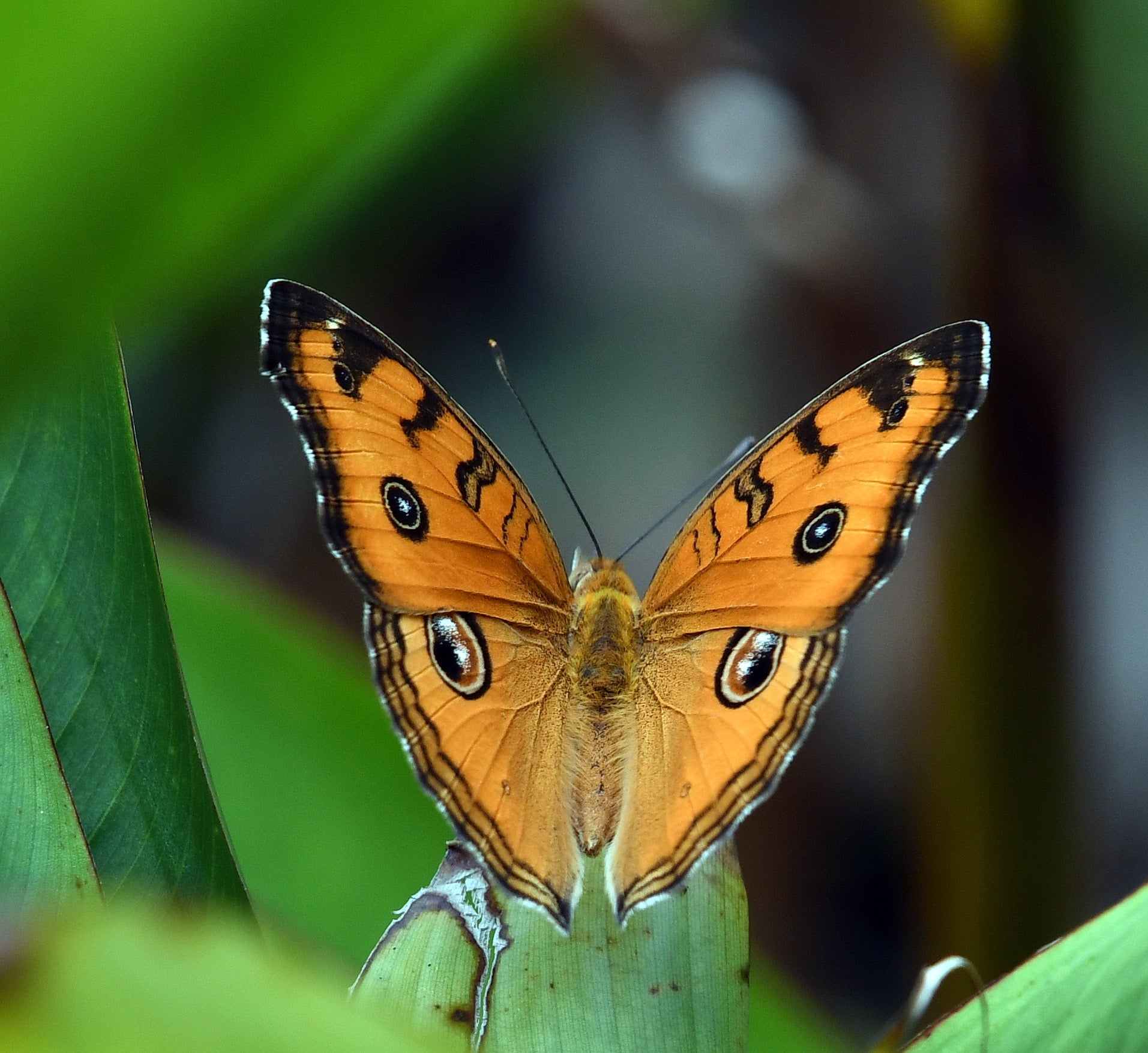 Peacock Pansy Butterfly Singapore