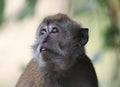 Adult Wild Long Tailed Macaque Singapore