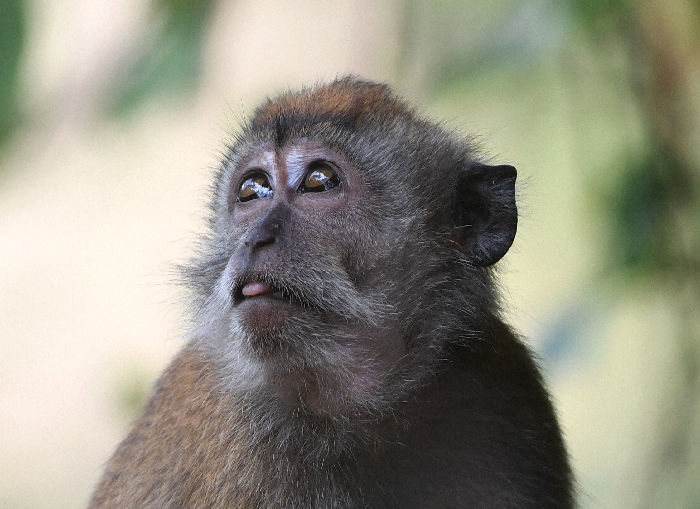 Adult Wild Long Tailed Macaque Singapore