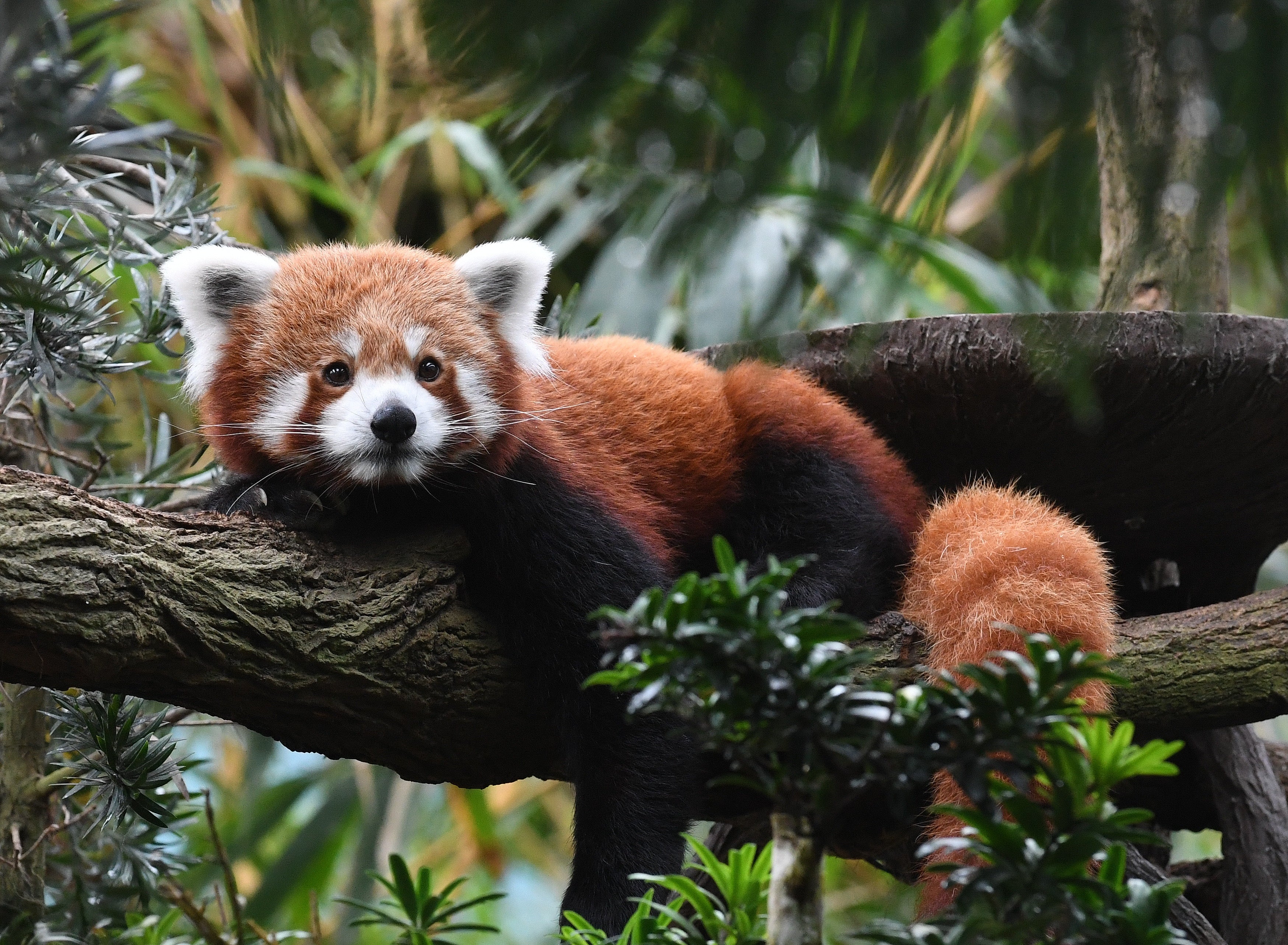 Red Panda Singapore # 1