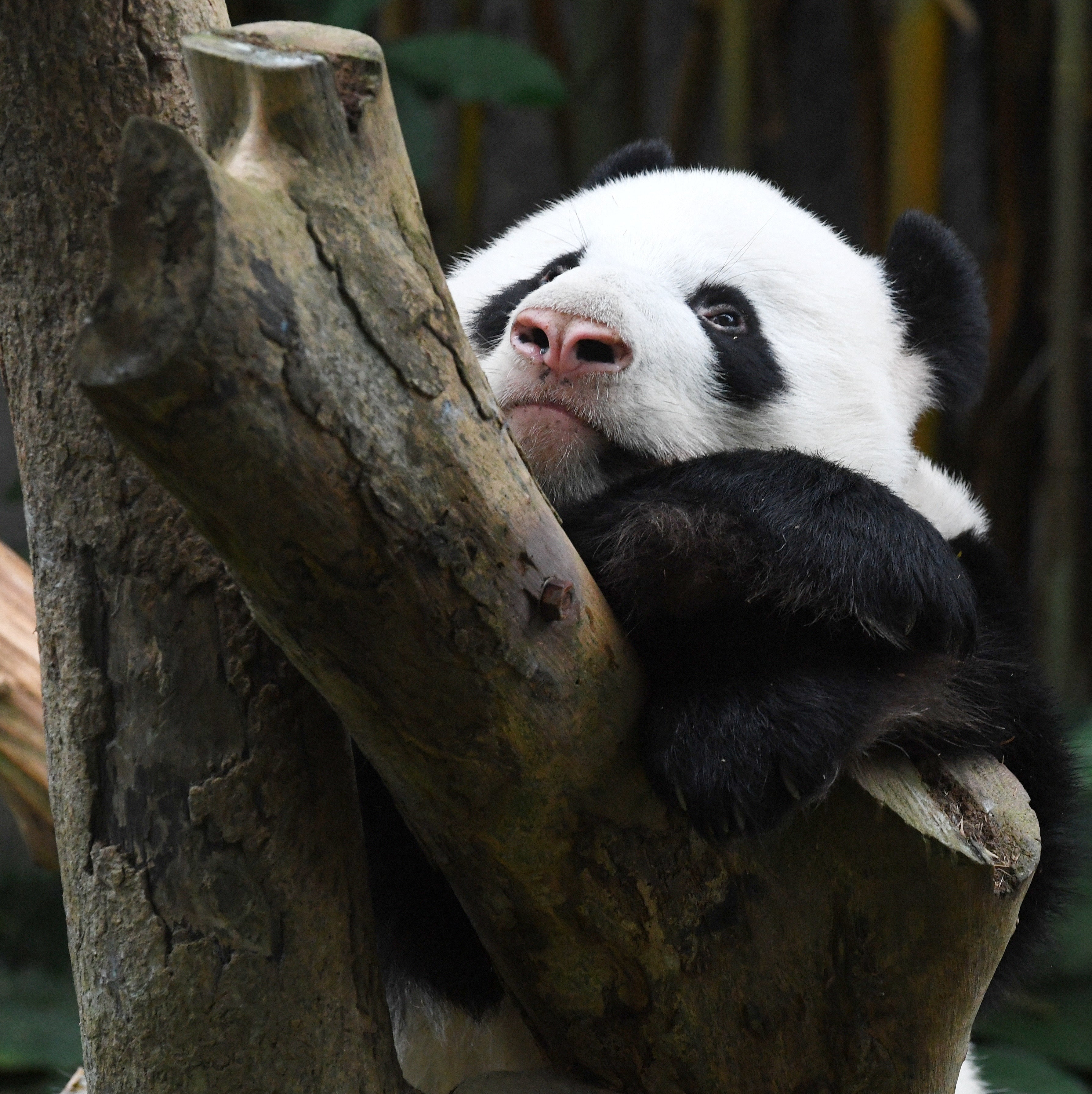 Male Panda 'Kai Kai' Singapore