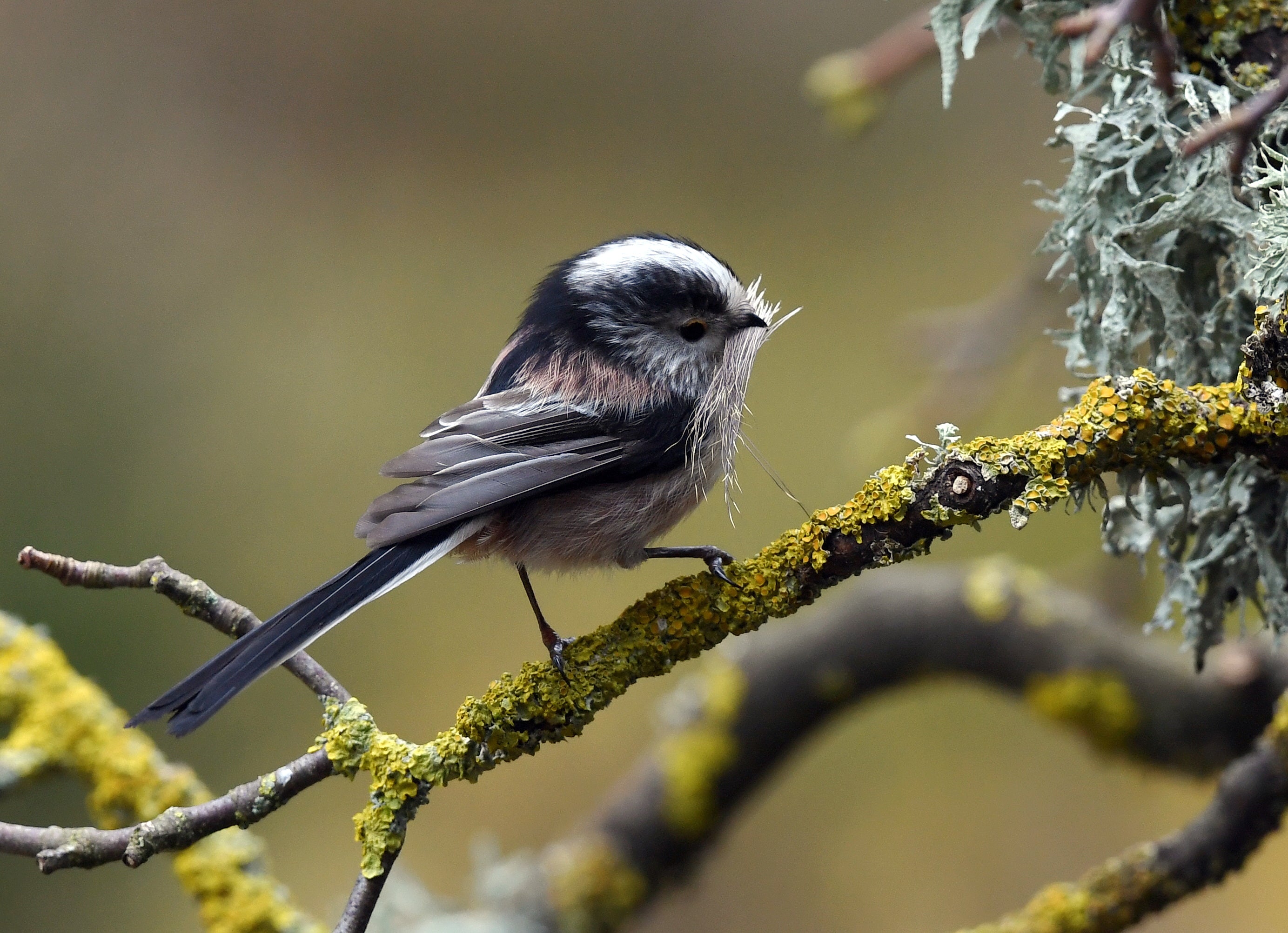 Long Tailed Tit Pine Marten Hide Moray # 1