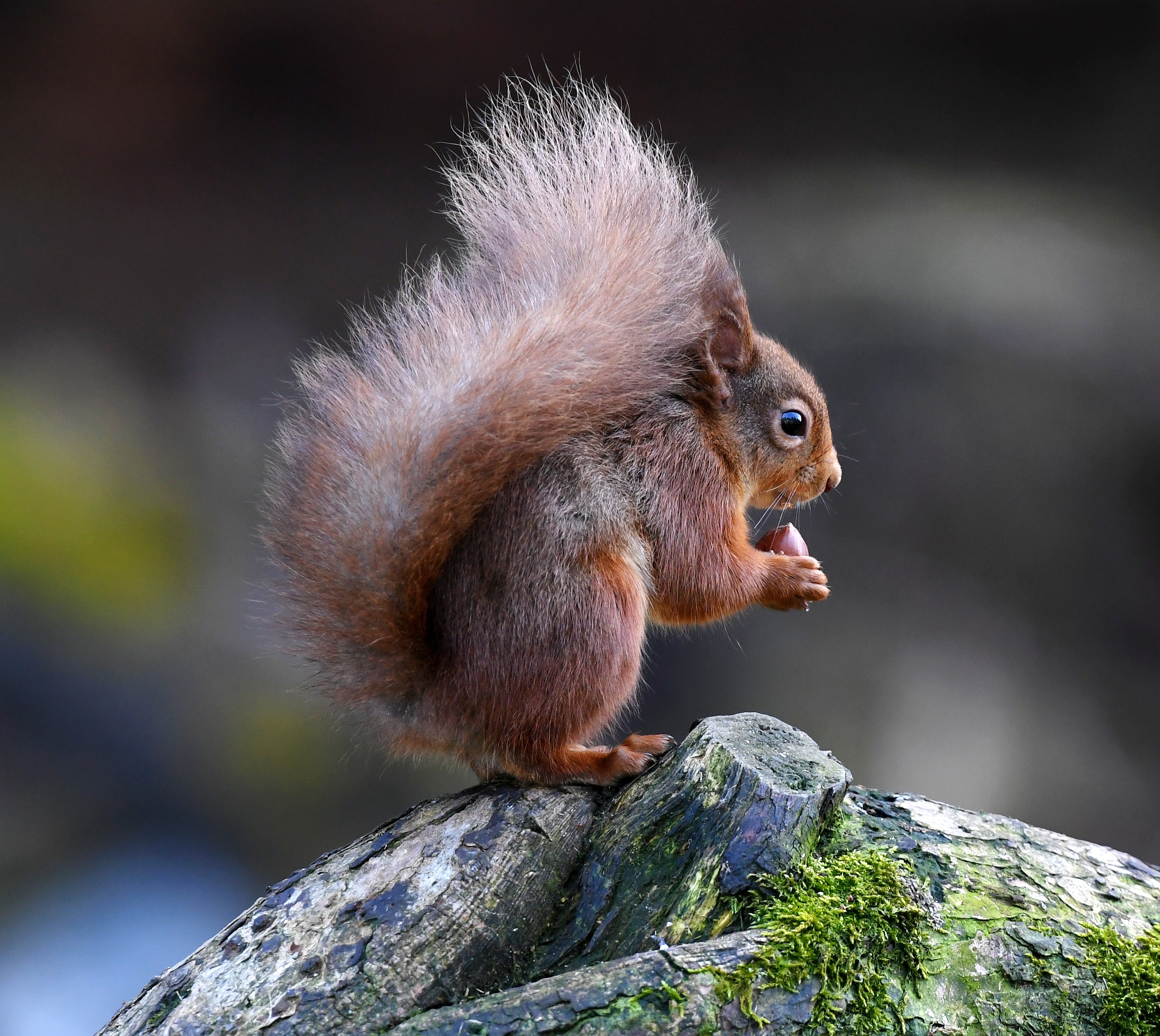 Red Squirrel Pine Marten Hide Moray # 4