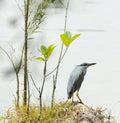 Black Crowned Night Heron Chinese Gardens Singapore # 2