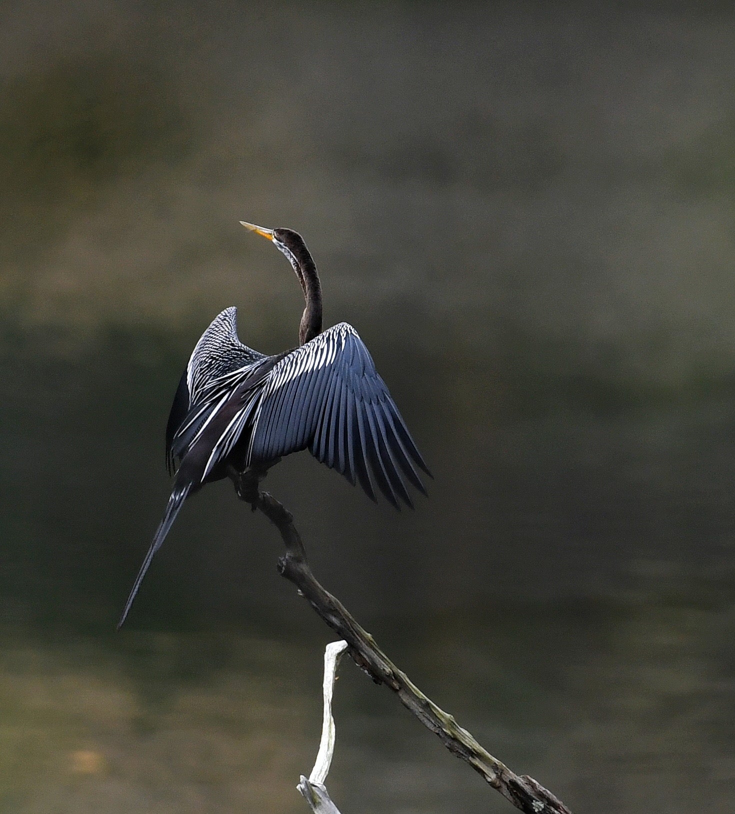 Indian Darter Hindhede Nature Park Singapore