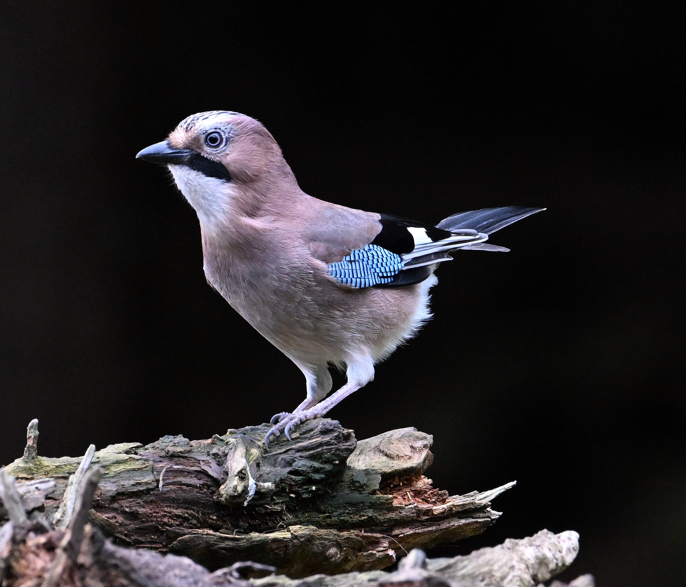 Jay Pine Marten Hide Moray # 1