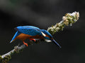 Kingfisher Shrewsbury # 5