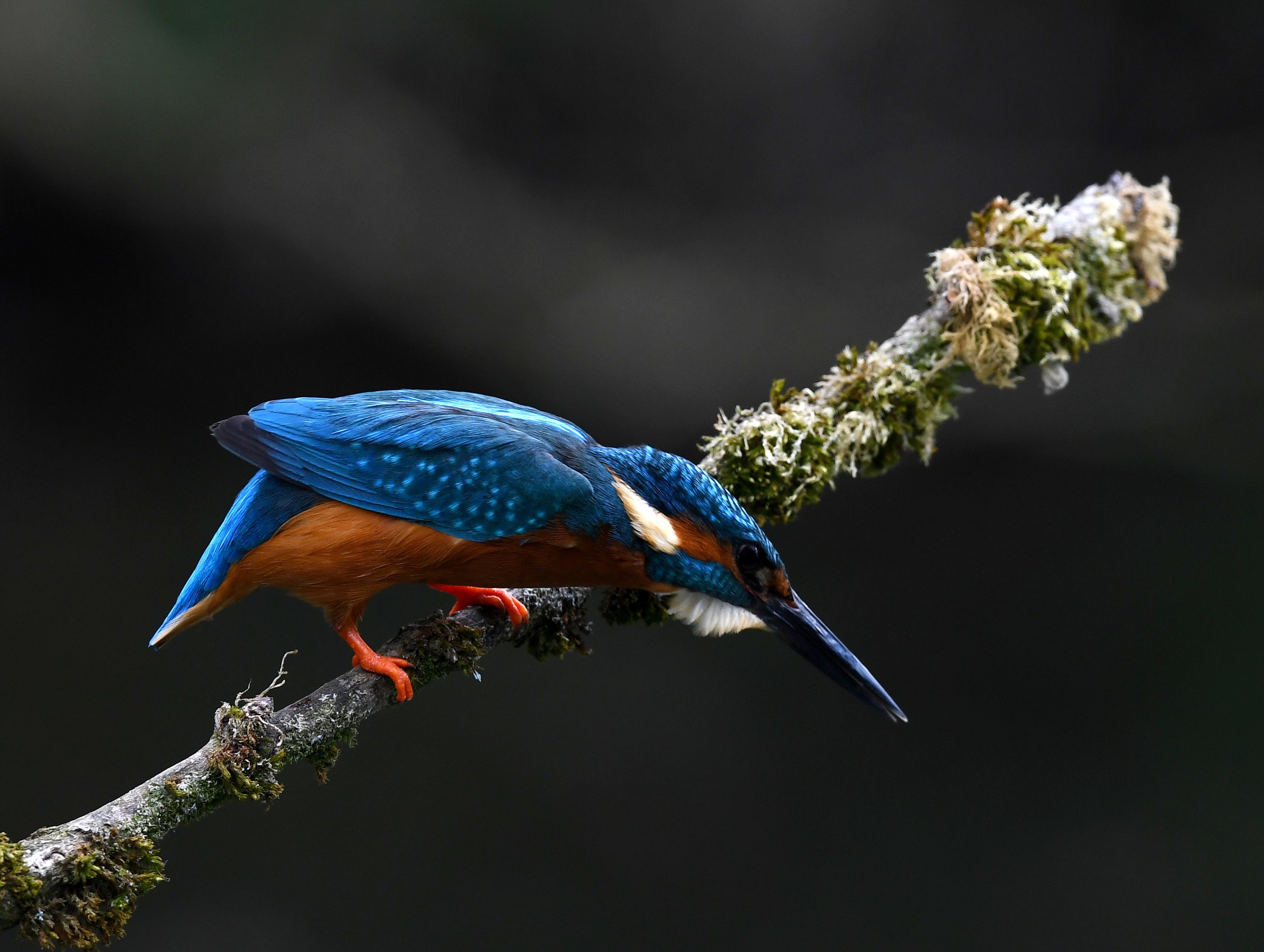 Kingfisher Shrewsbury # 5