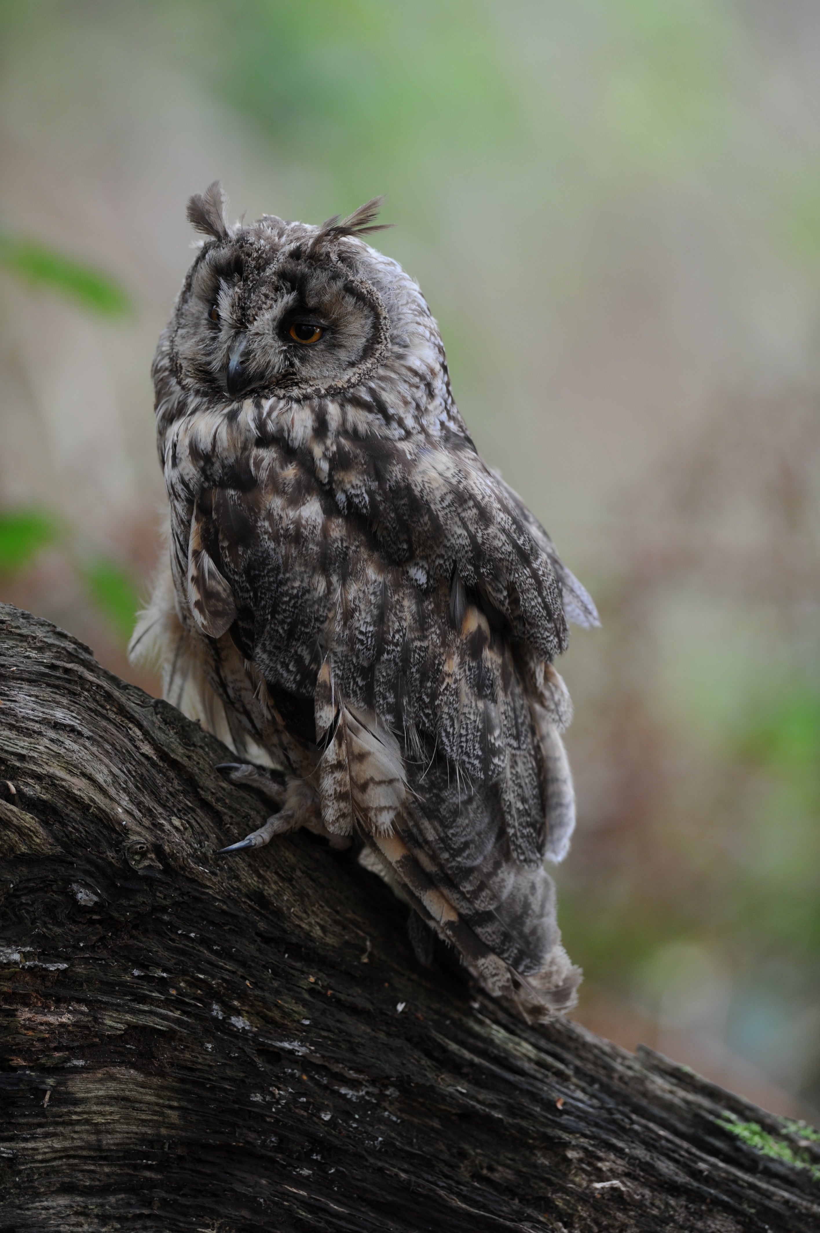 Long Eared Owl British Wildlife Centre Surrey # 3
