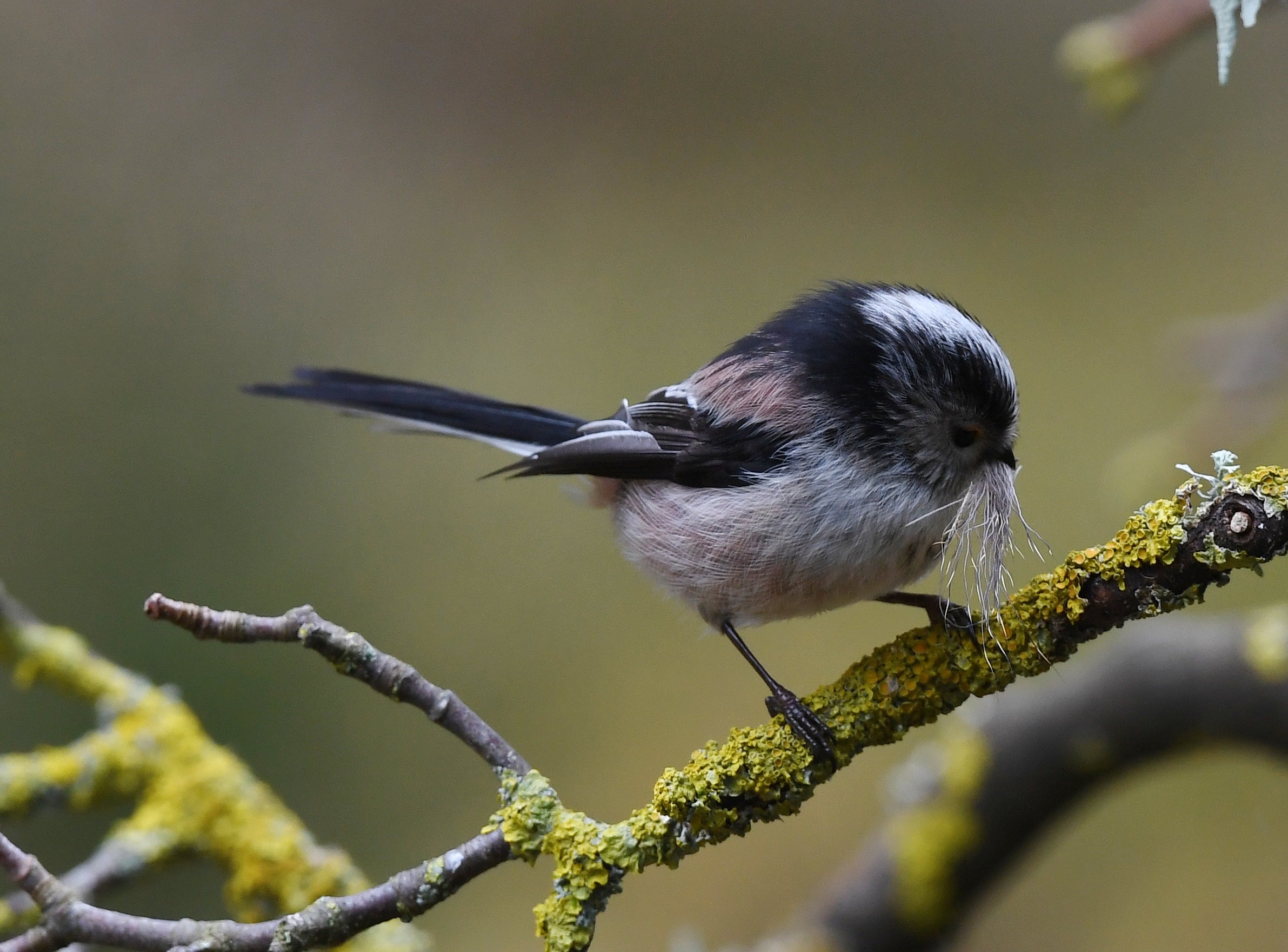 Long Tailed Tit Pine Marten Hide Moray # 2