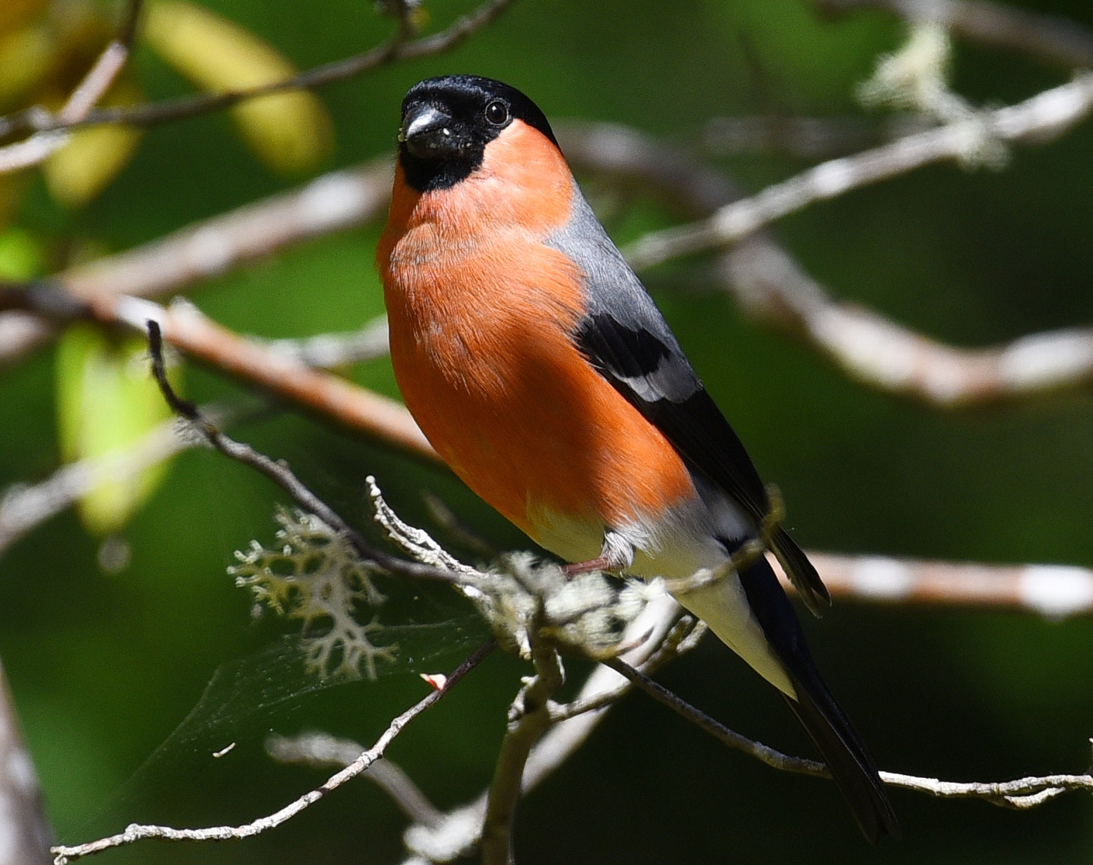 Male Bullfinch Dulnaine Bridge Scotland # 1