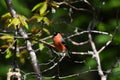 Male Bullfinch Dulnaine Bridge Scotland # 2