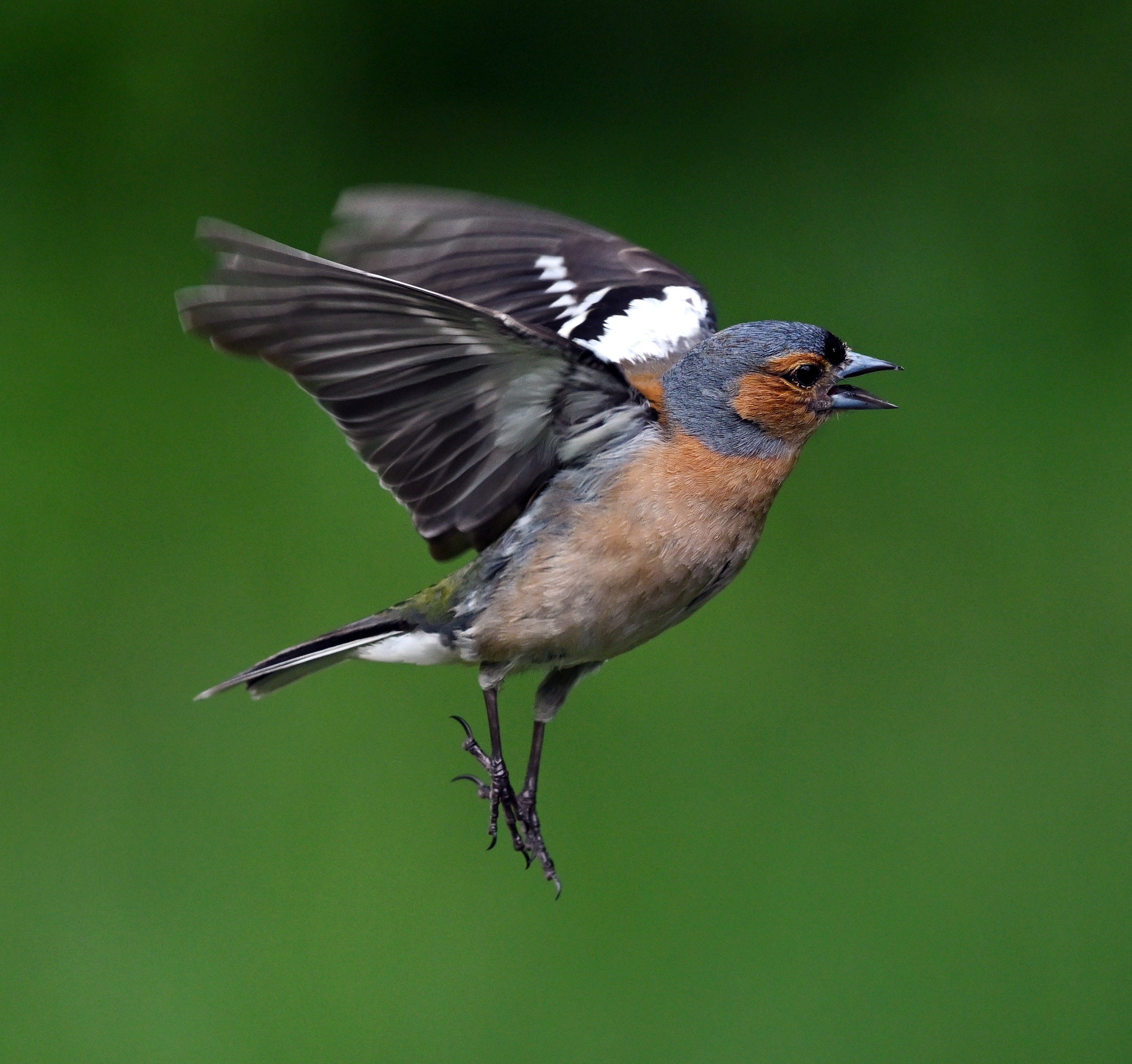 Male Chaffinch Blairgowrie Scotland # 3