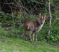 Muntjac Deer Hornmill Trout Farm Rutland