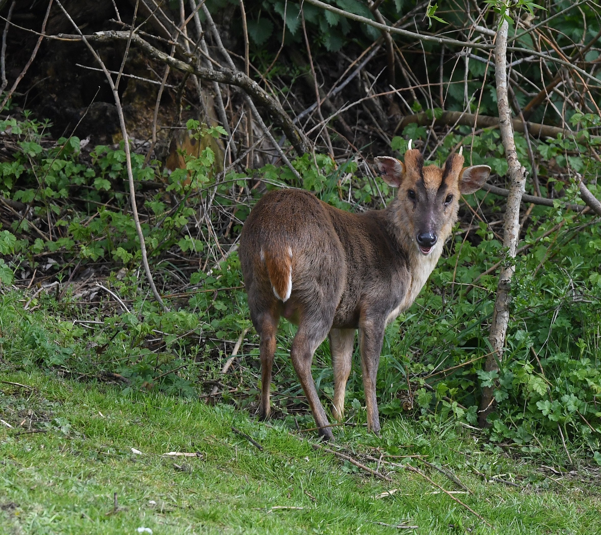 Muntjac Deer Hornmill Trout Farm Rutland