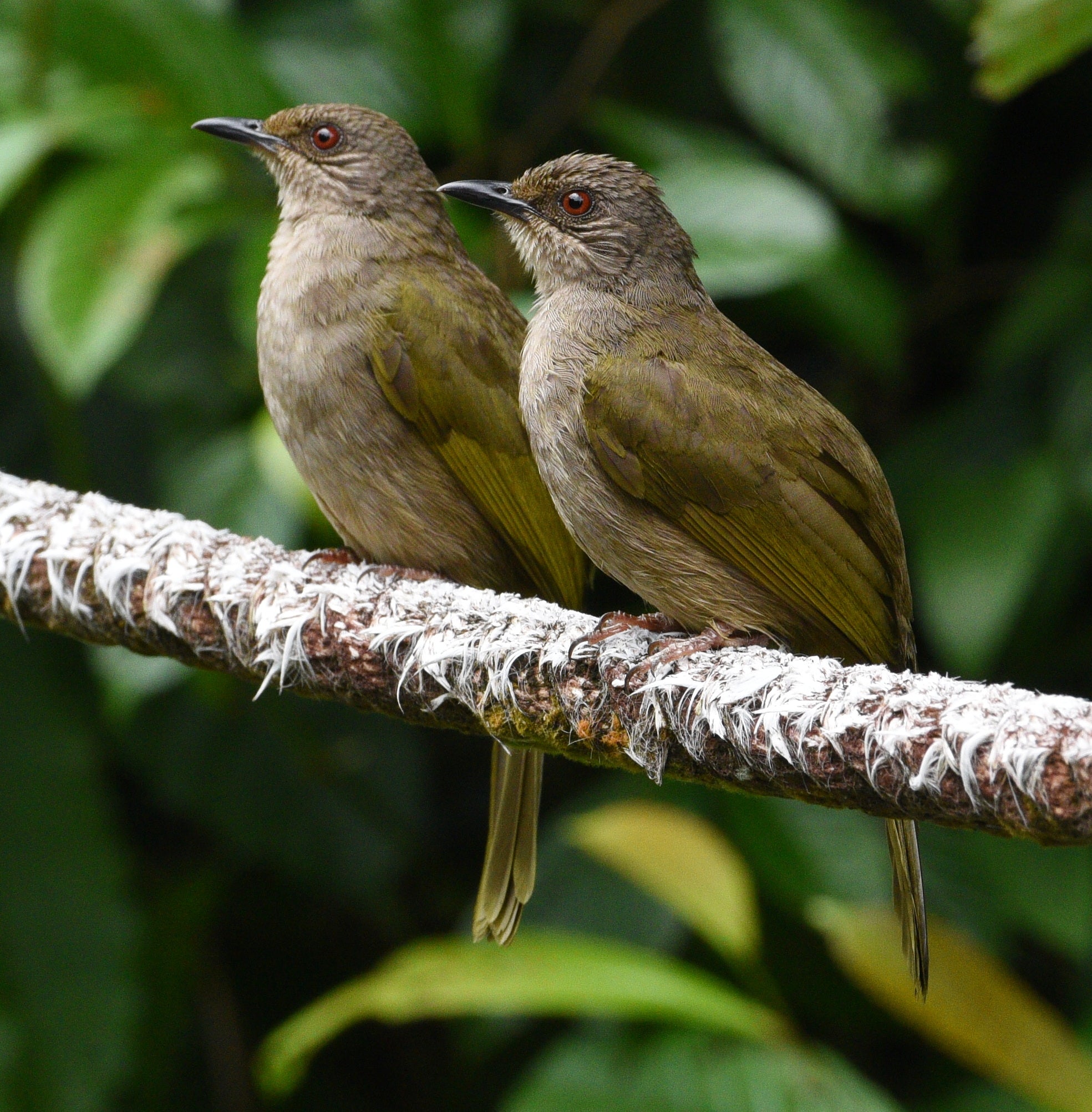 Olive Winged Bulbuls Thomson Park Singapore # 2