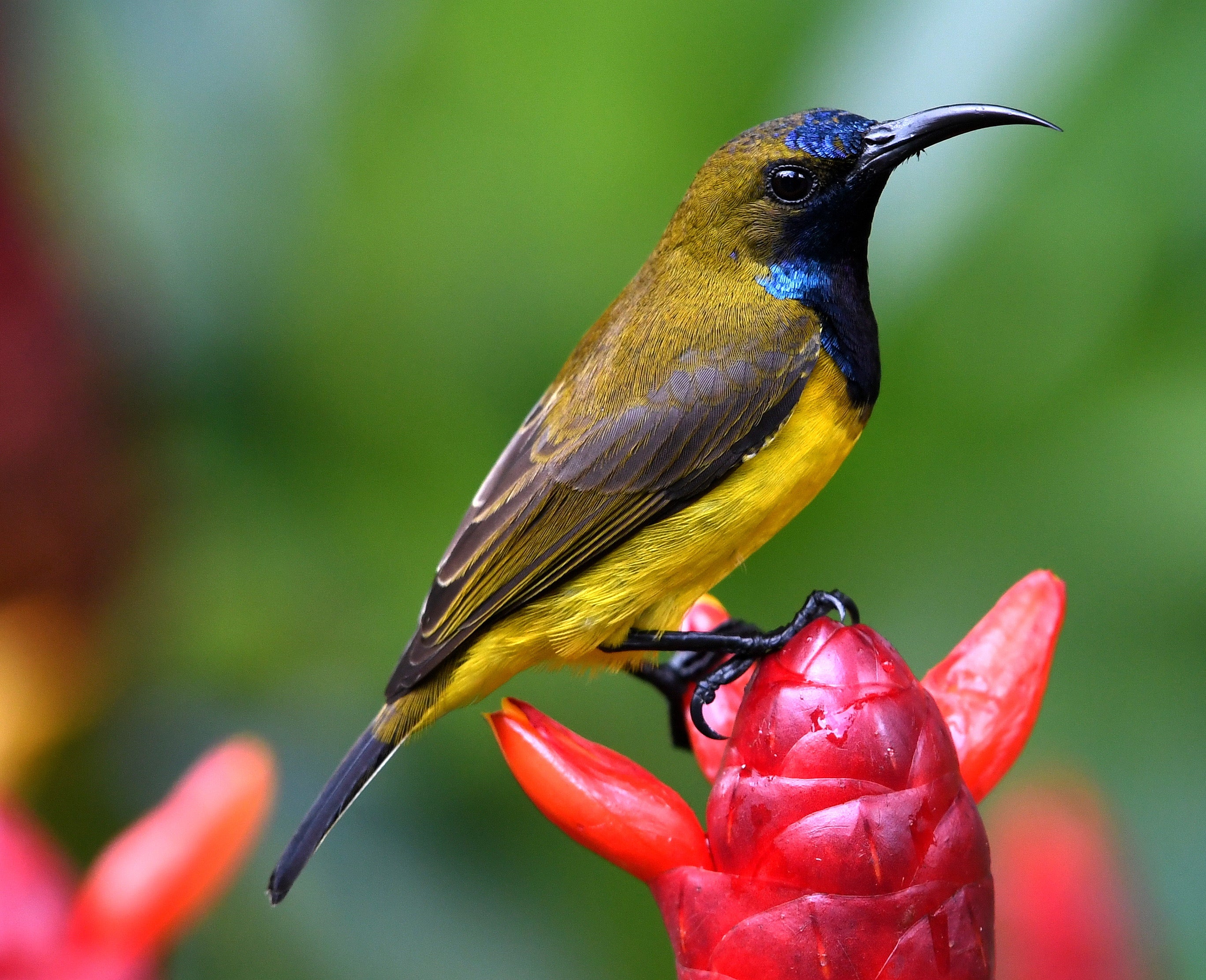 Male Olive Backed Sunbird Singapore Botanical Gardens
