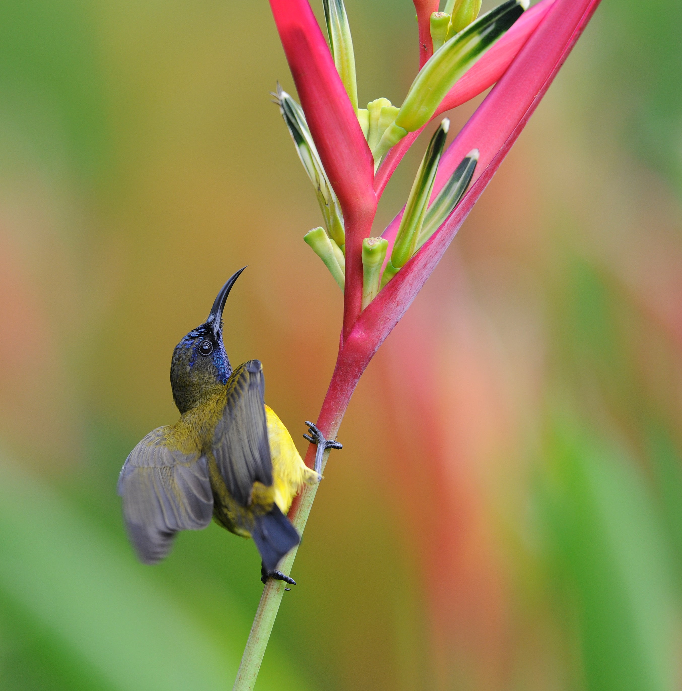 Male Olive Backed Sunbird on Heliconia Singapore Botanical Gardens