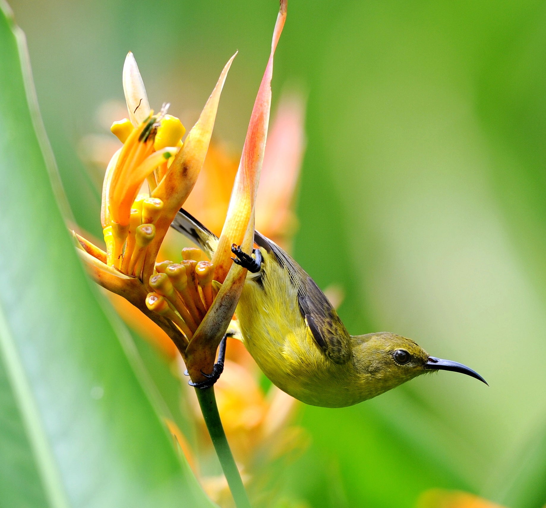 Female Olive Backed Sunbird Gardens By Bay Singapore