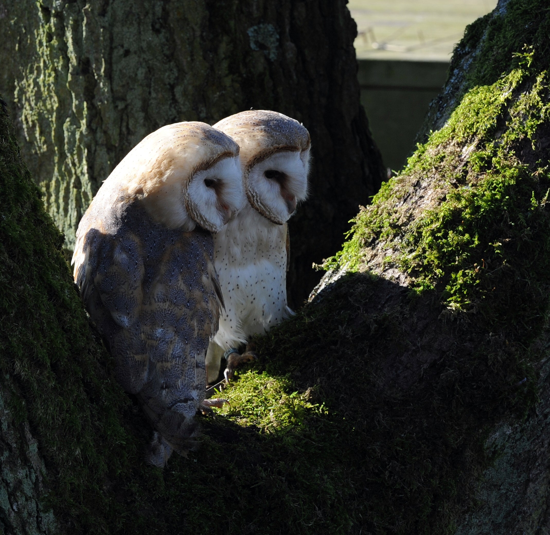 Barn Owls Pair Gauntlet Bird of Prey Centre Knutsford