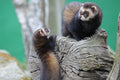 Polecats The British Wildlife Centre Surrey