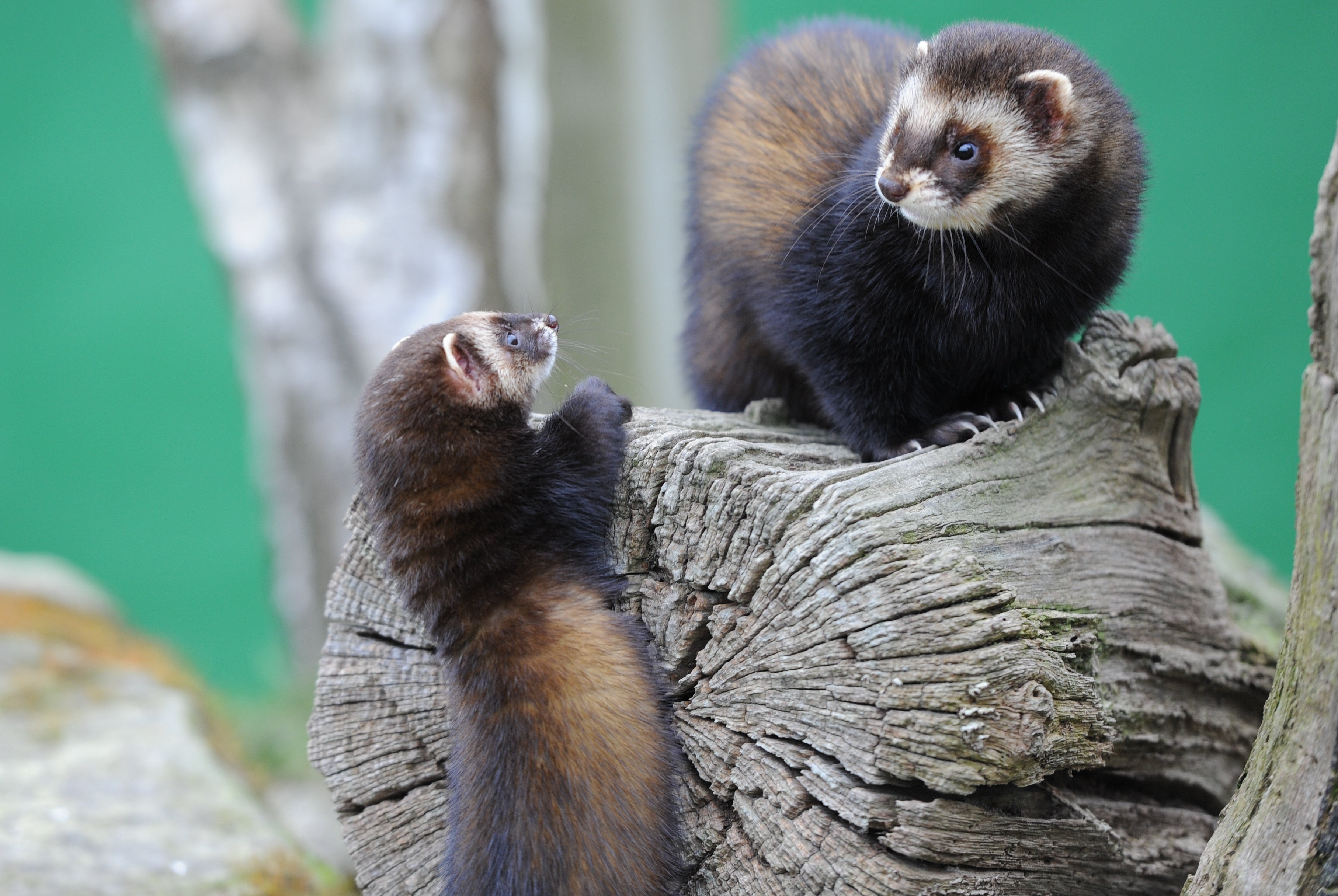 Polecats The British Wildlife Centre Surrey
