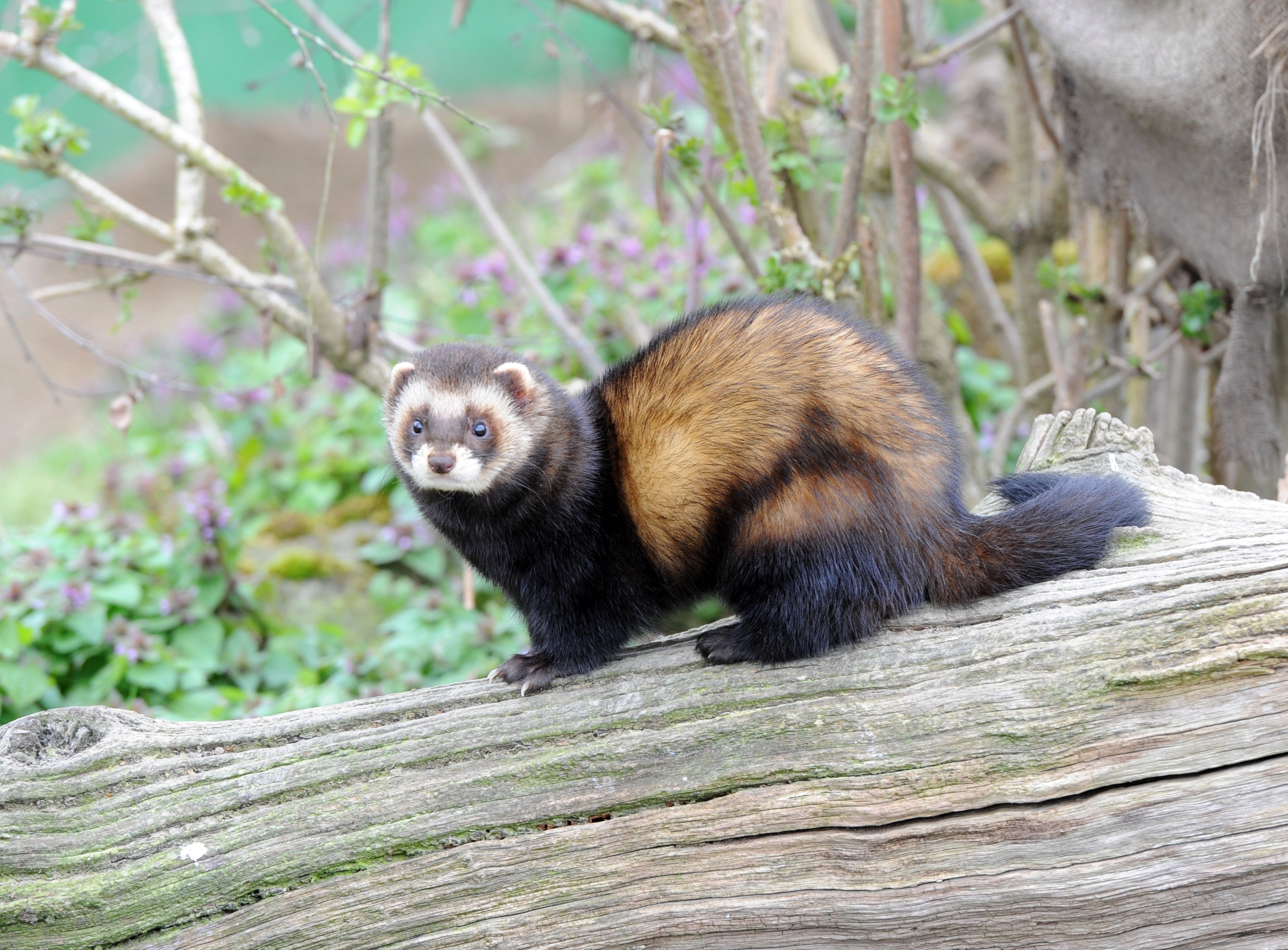 Polecat The British Wildlife Centre Surrey # 2