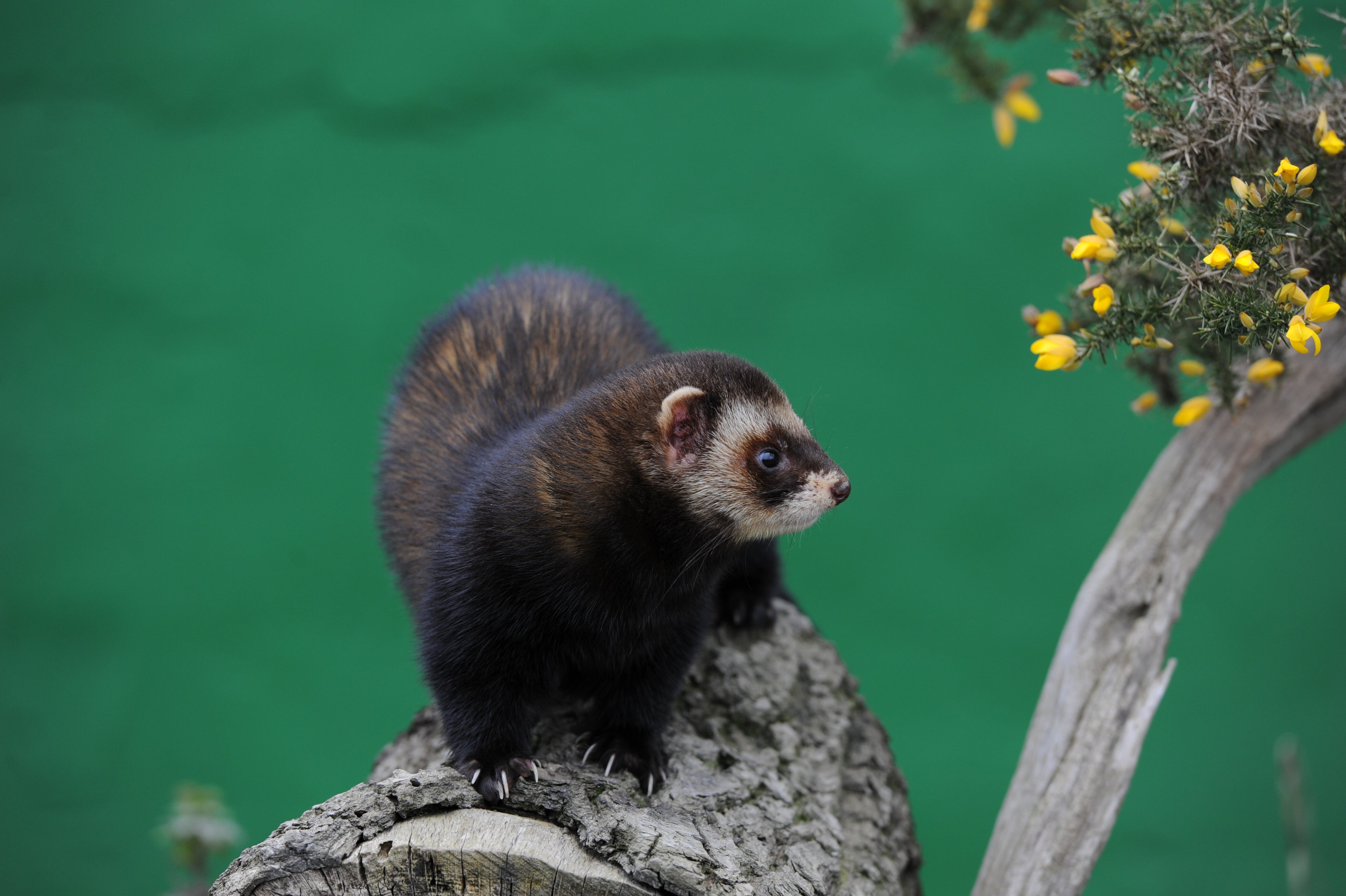 Polecat The British Wildlife Centre Surrey # 1