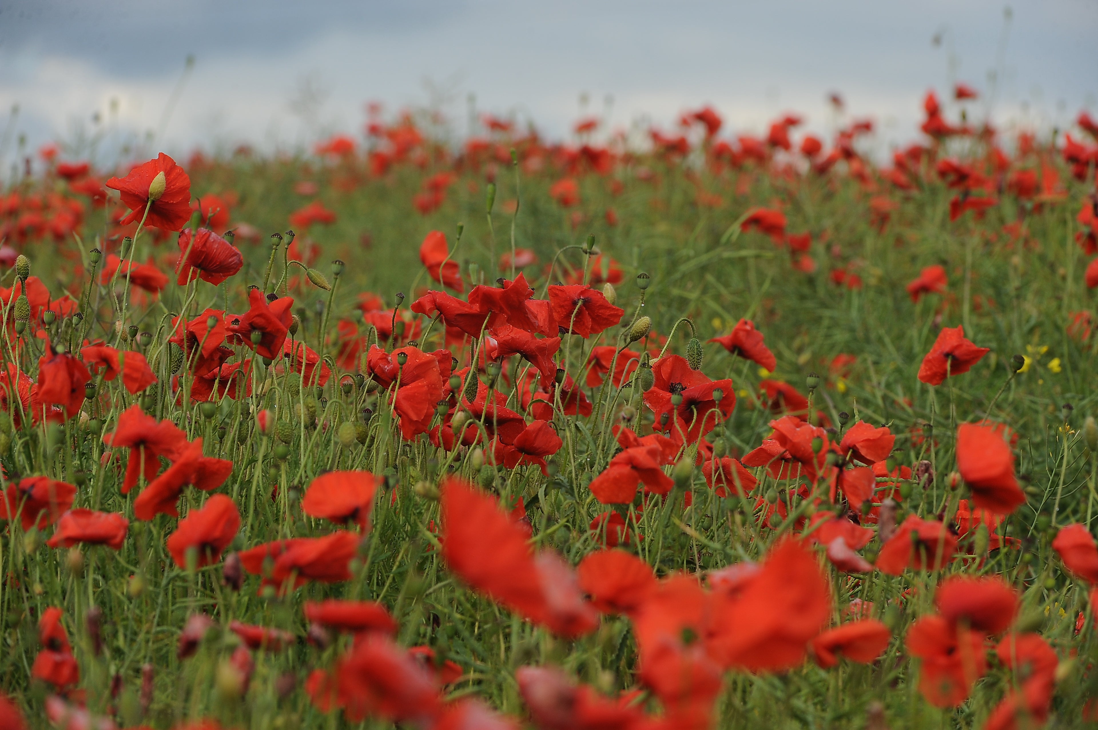 Poppy Field Staffordshire # 1
