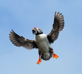 Puffin Skomer Island Wales