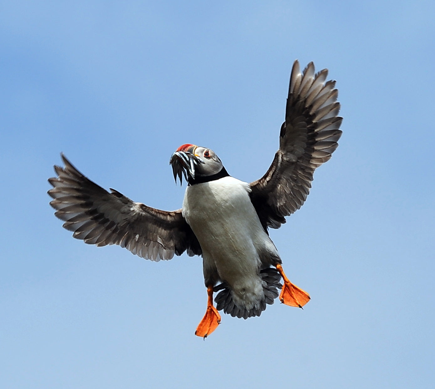 Puffin Skomer Island Wales