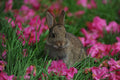 Rabbit in Rhododendron Flowers Lake District Cumbria