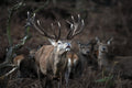 Red Deer Stag Bradgate Park Leicestershire