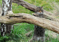 Scottish Wildcat The British Wildlife Centre Surrey
