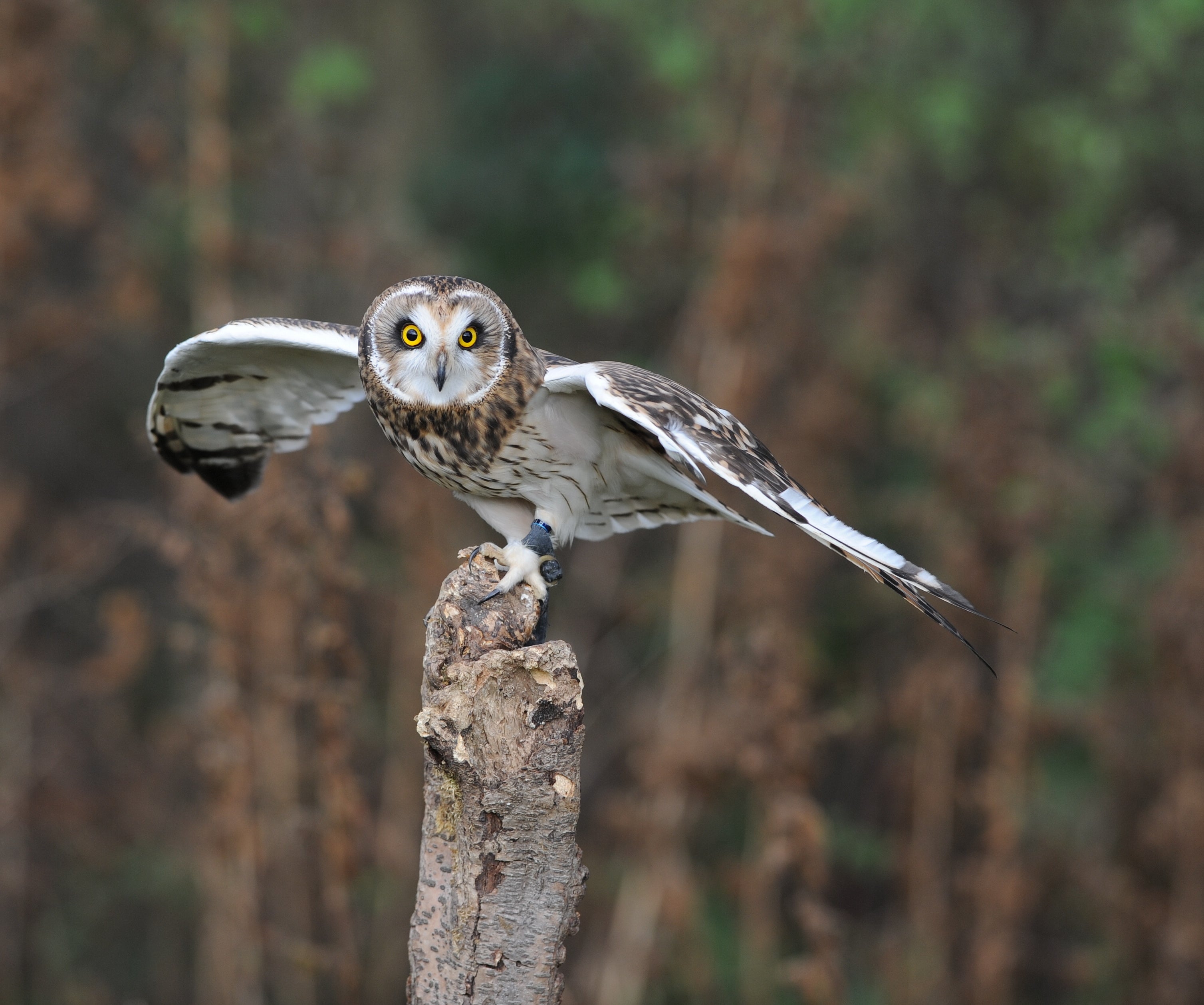 Short Eared Owl British Wildlife Centre Surrey # 1
