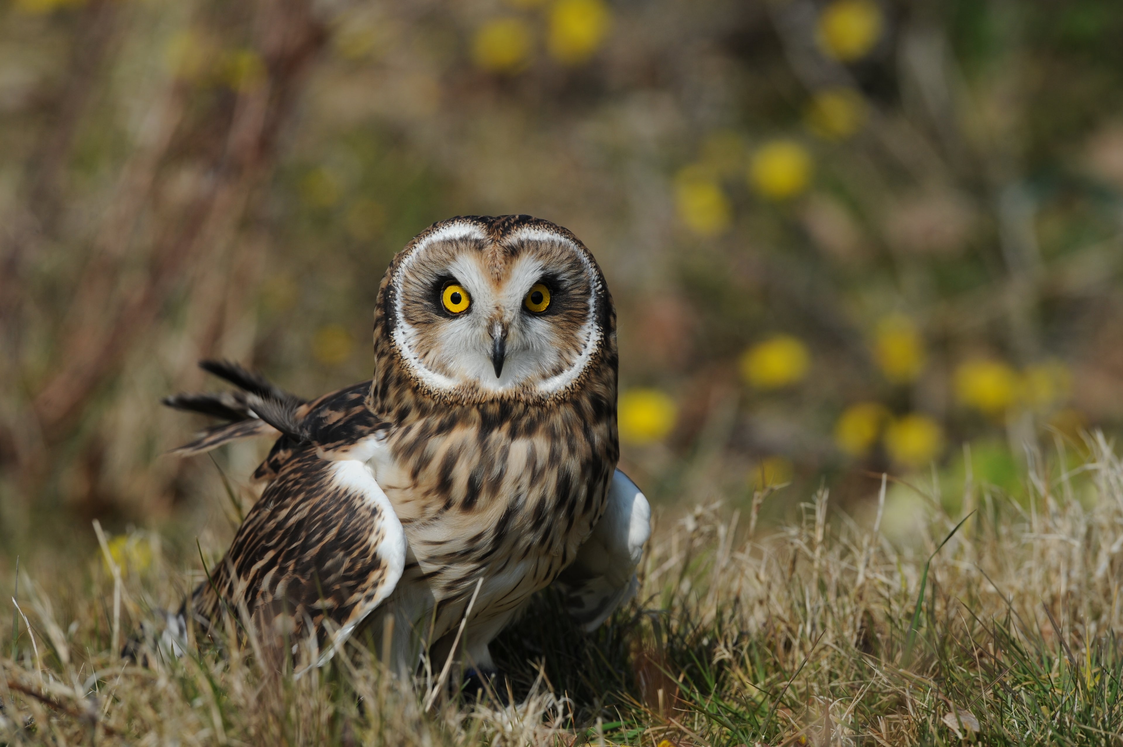 Short Eared Owl British Wildlife Centre Surrey # 4