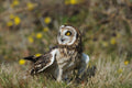 Short Eared Owl British Wildlife Centre Surrey # 5
