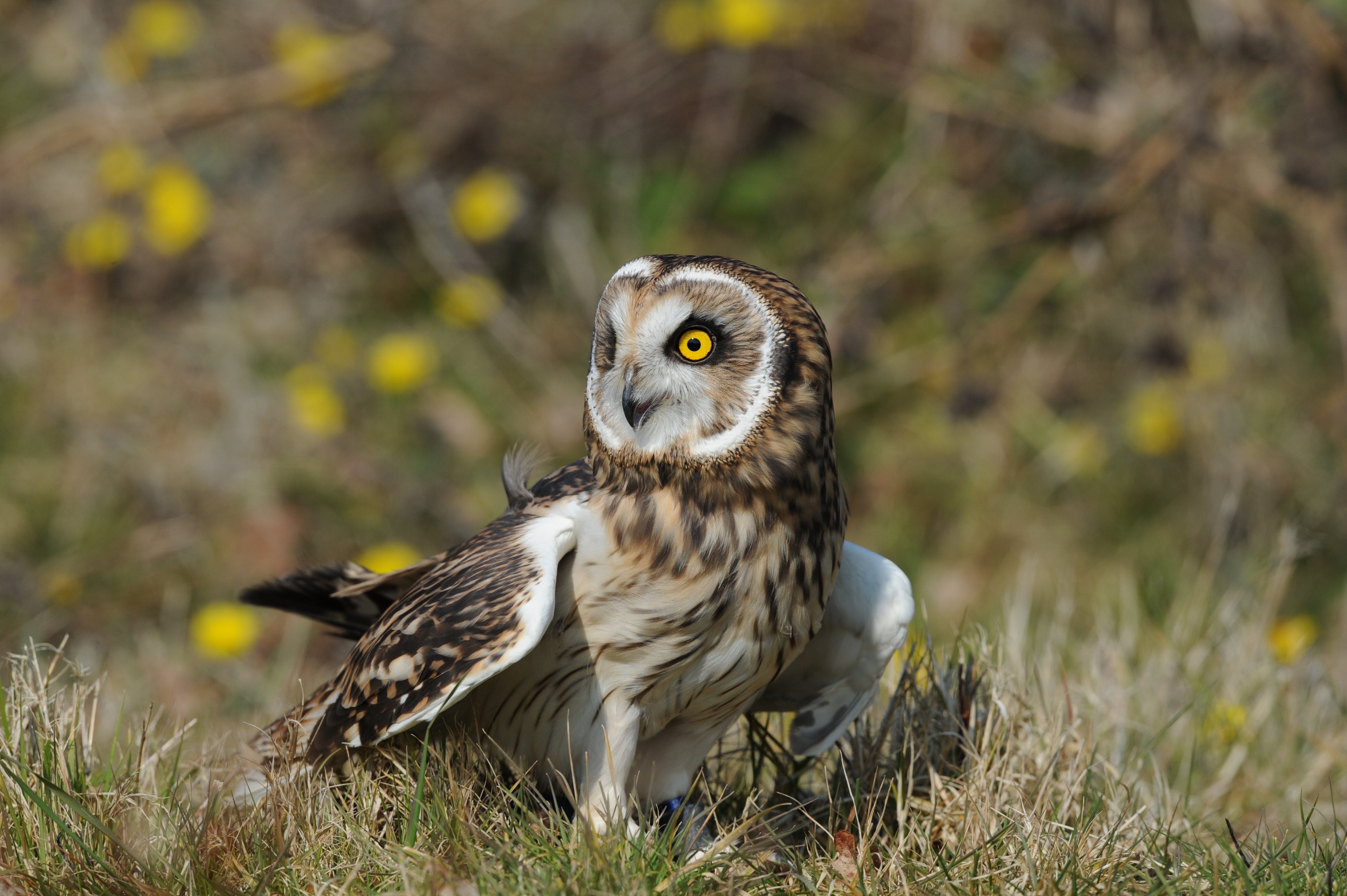 Short Eared Owl British Wildlife Centre Surrey # 5