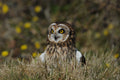Short Eared Owl British Wildlife Centre Surrey # 3