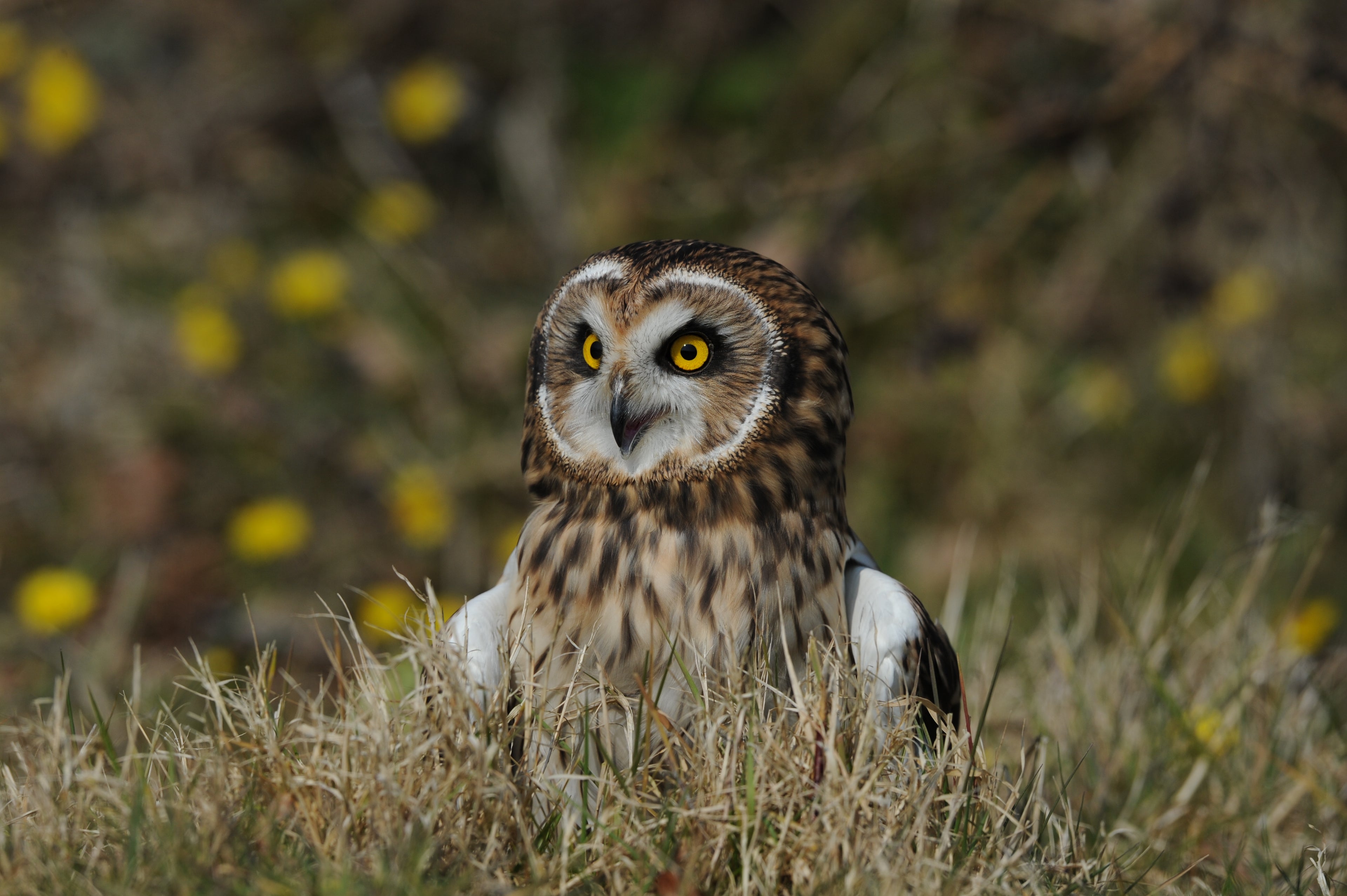 Short Eared Owl British Wildlife Centre Surrey # 3
