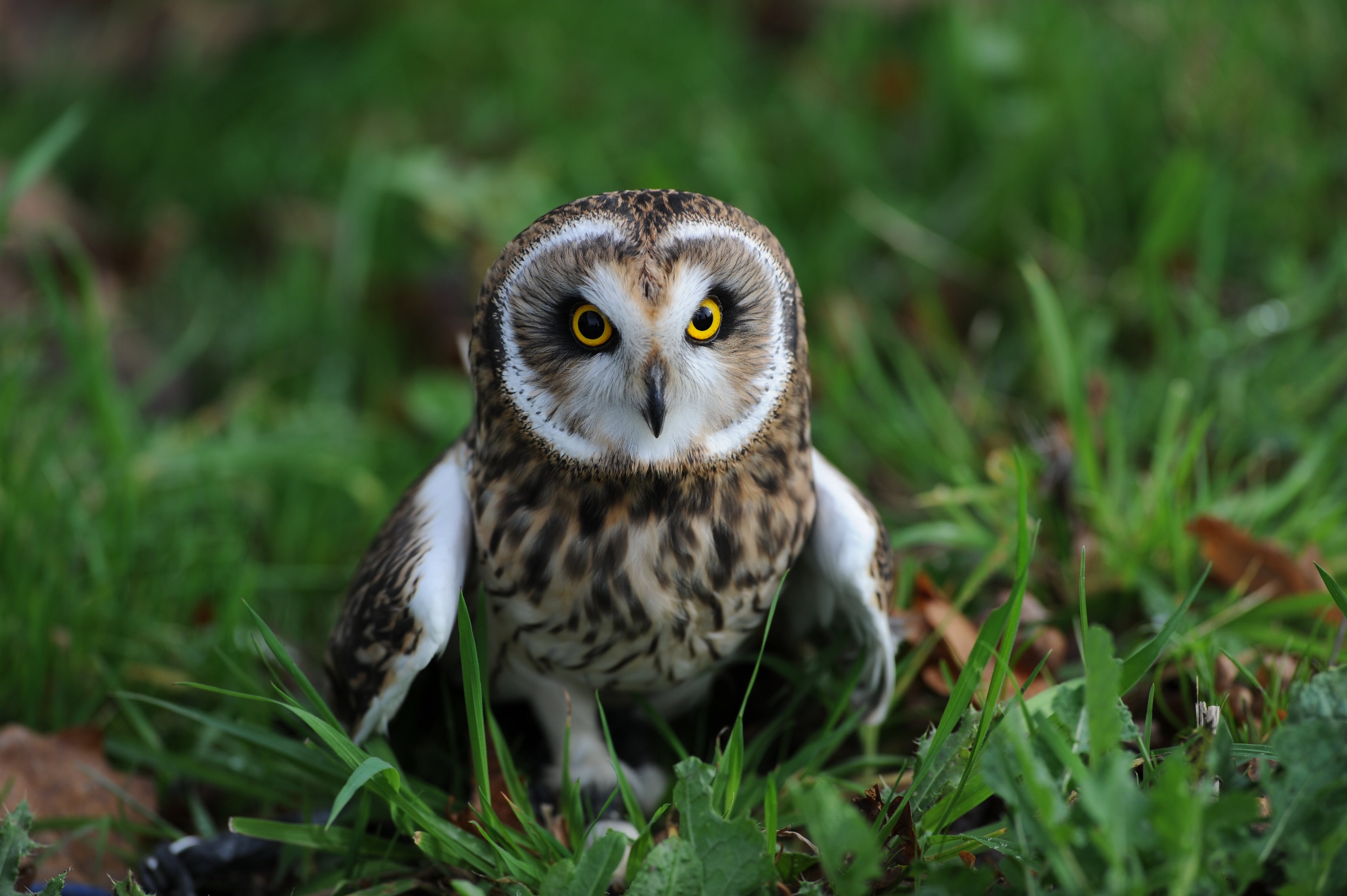 Short Eared Owl British Wildlife Centre Surrey # 2