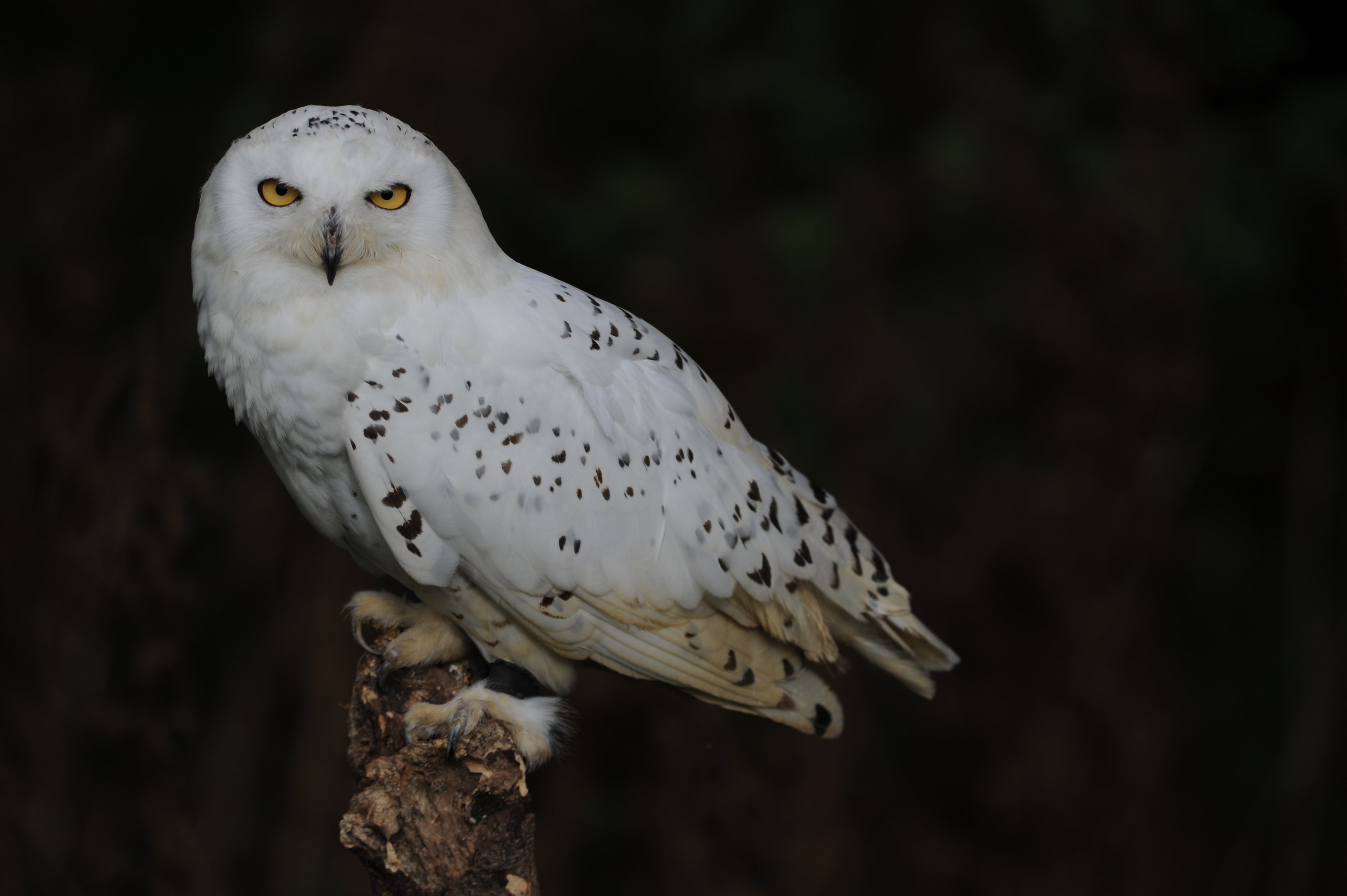Snowy Owl British Wildlife Centre Surrey