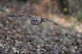Tawney Owl British Wildlife Centre Surrey # 2