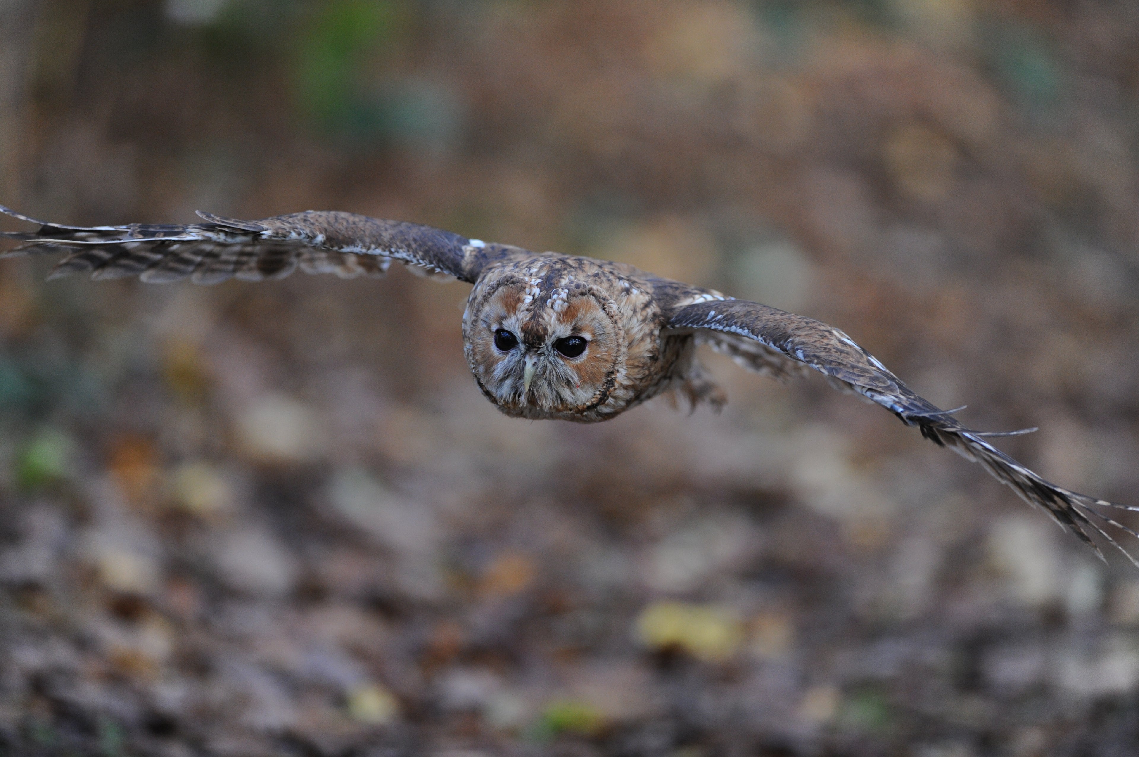 Tawney Owl British Wildlife Centre Surrey # 1